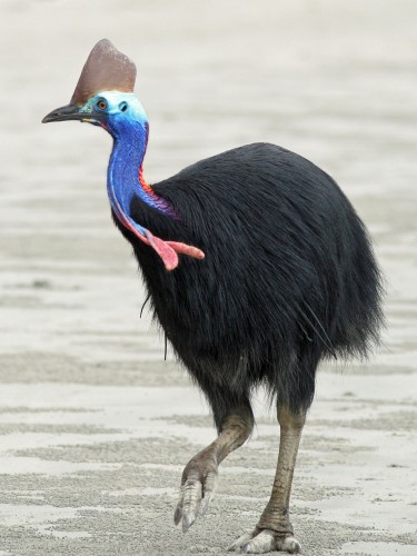 cassowary-Robert South3.jpg (561 KB)